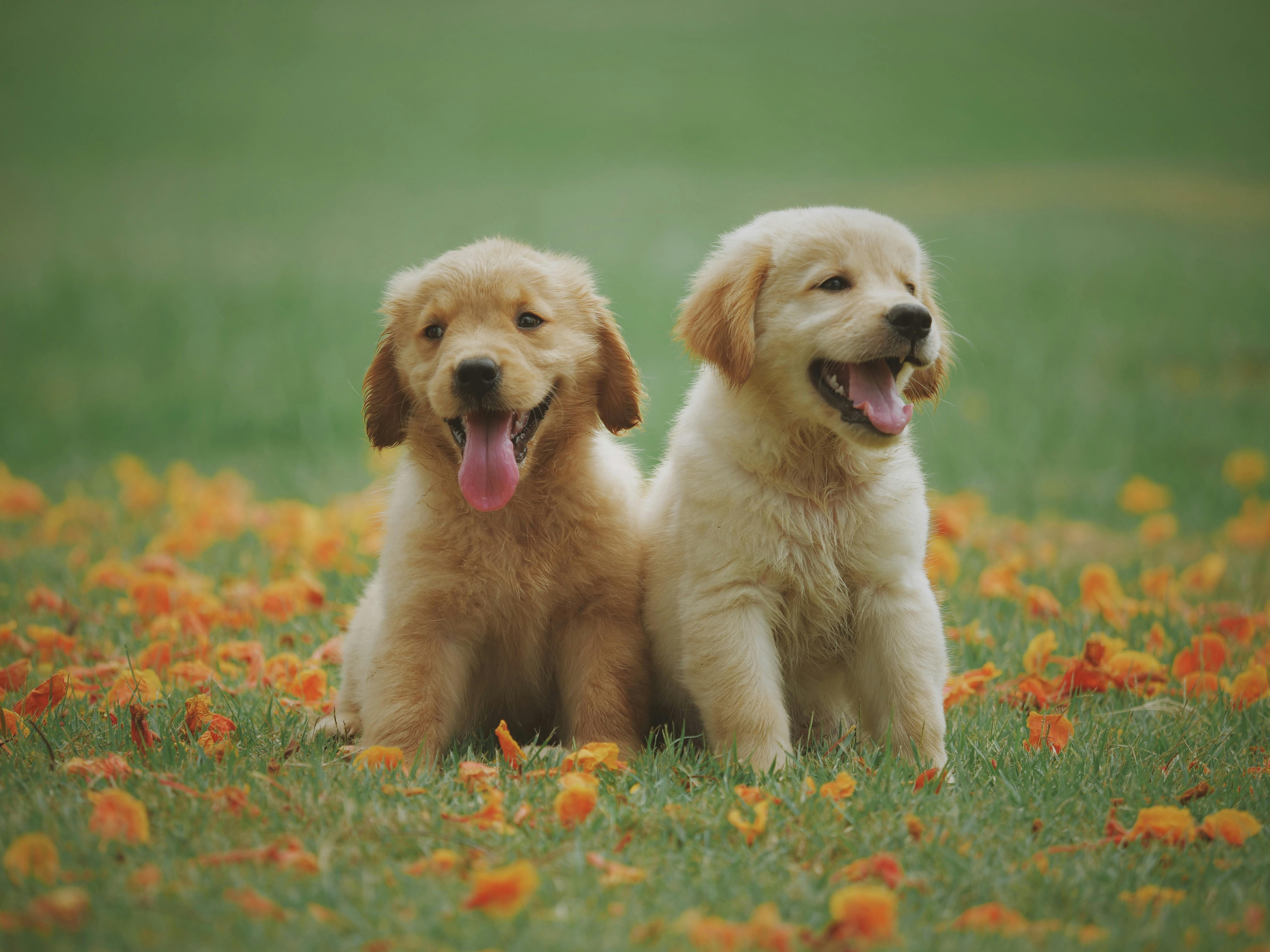 Happy dog playing fetch